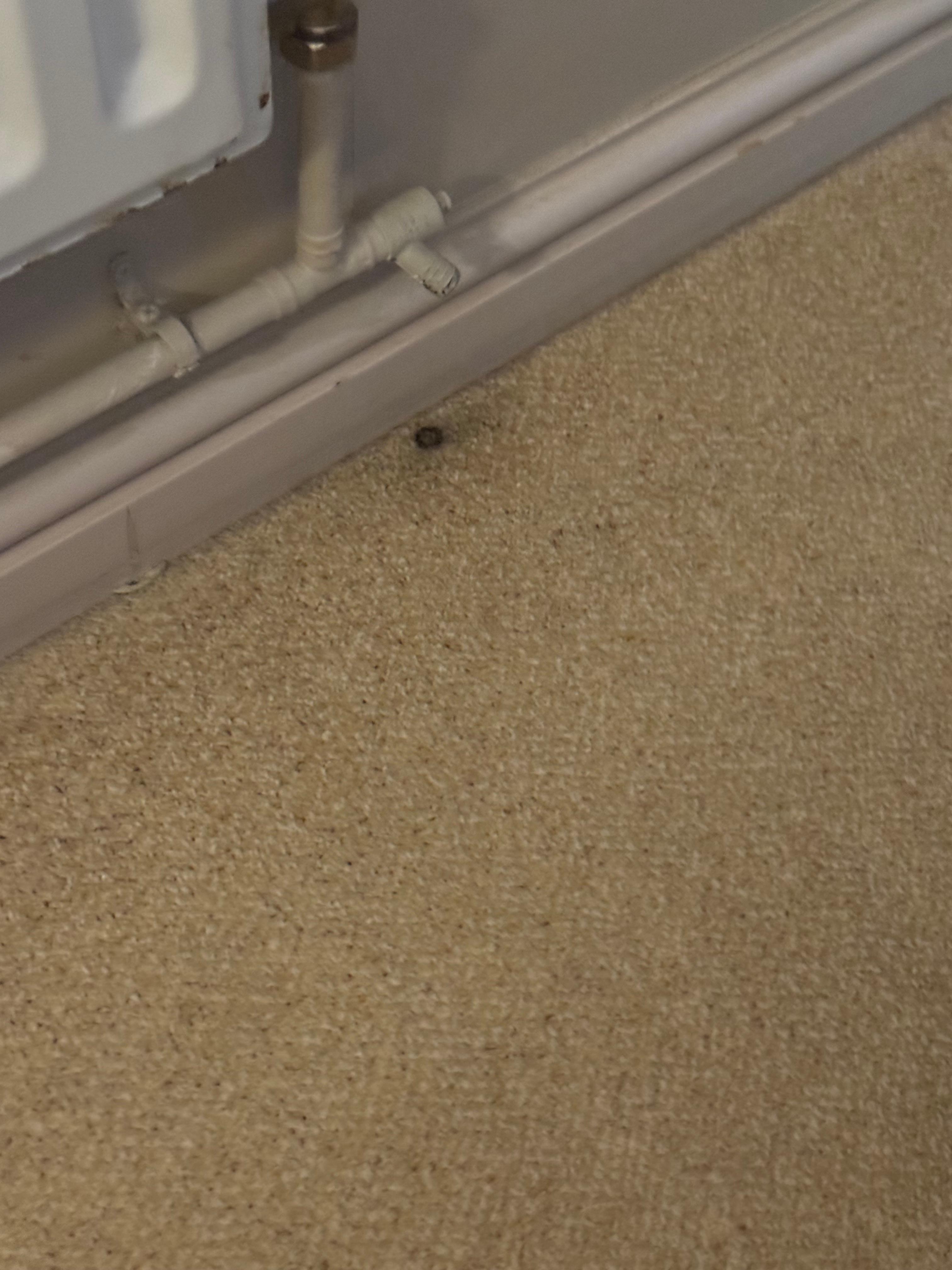 Carpet standard throughout the room