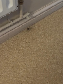 Carpet standard throughout the room