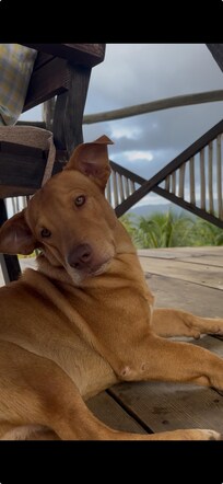 Mornings w/ special company, Rocky. We miss you buddy.