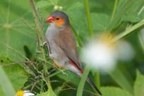 Astrild à joues rouges