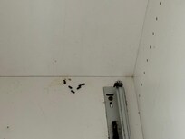 Mouse droppings I had to clean myself