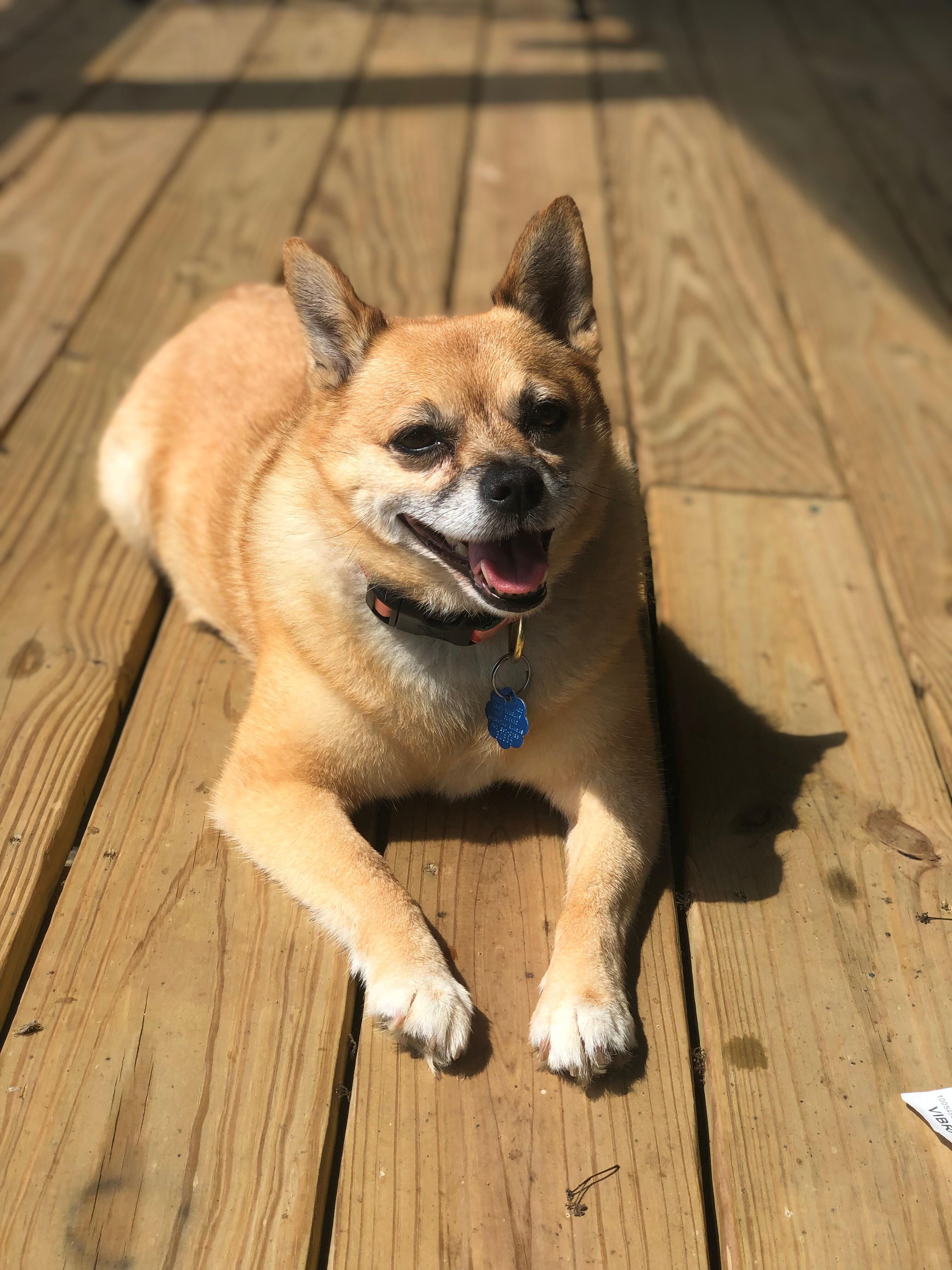 Fern enjoying the sun from the deck.