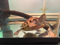 Turtles and Horseshoe Crabs