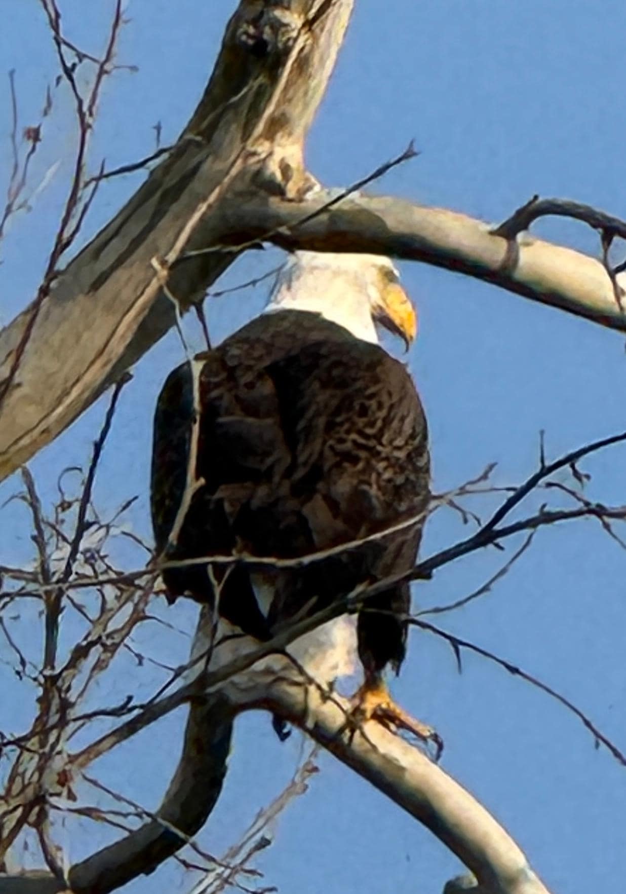 Our friendly bald eagle
