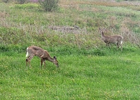 We had a fair amount of wildlife visit during our stay.