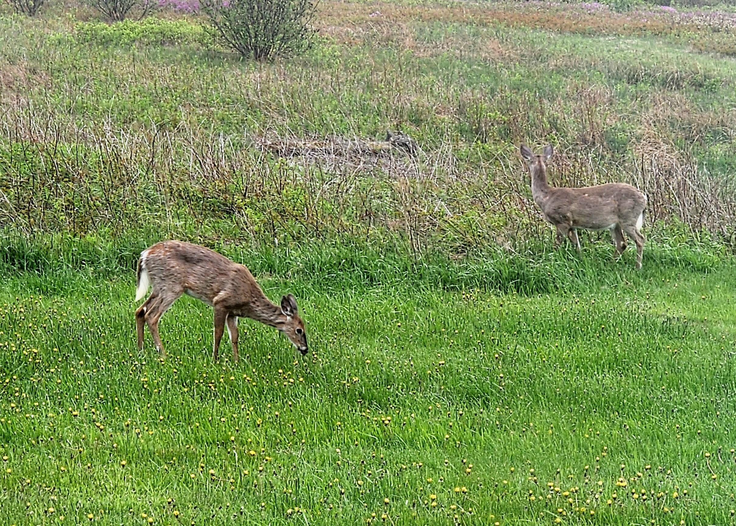 We had a fair amount of wildlife visit during our stay.