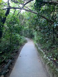 Beautiful rain forest trail great way to start the day