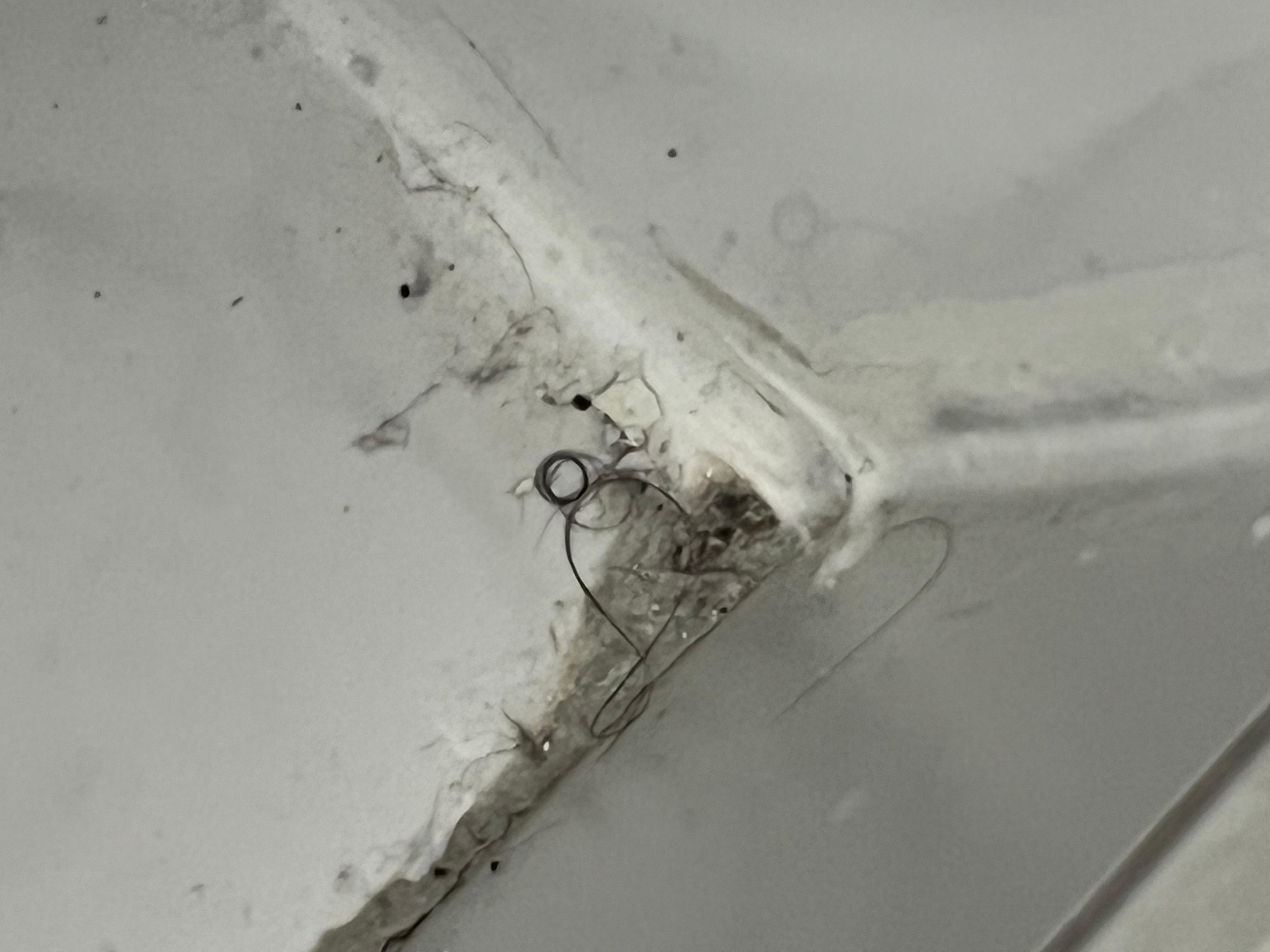 Bas mur avec cheveux de qui je sais pas degulasse