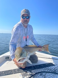 44" Bull Red