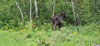 Mama and baby moose just a couple doors down on our morning walk to Teton Village.