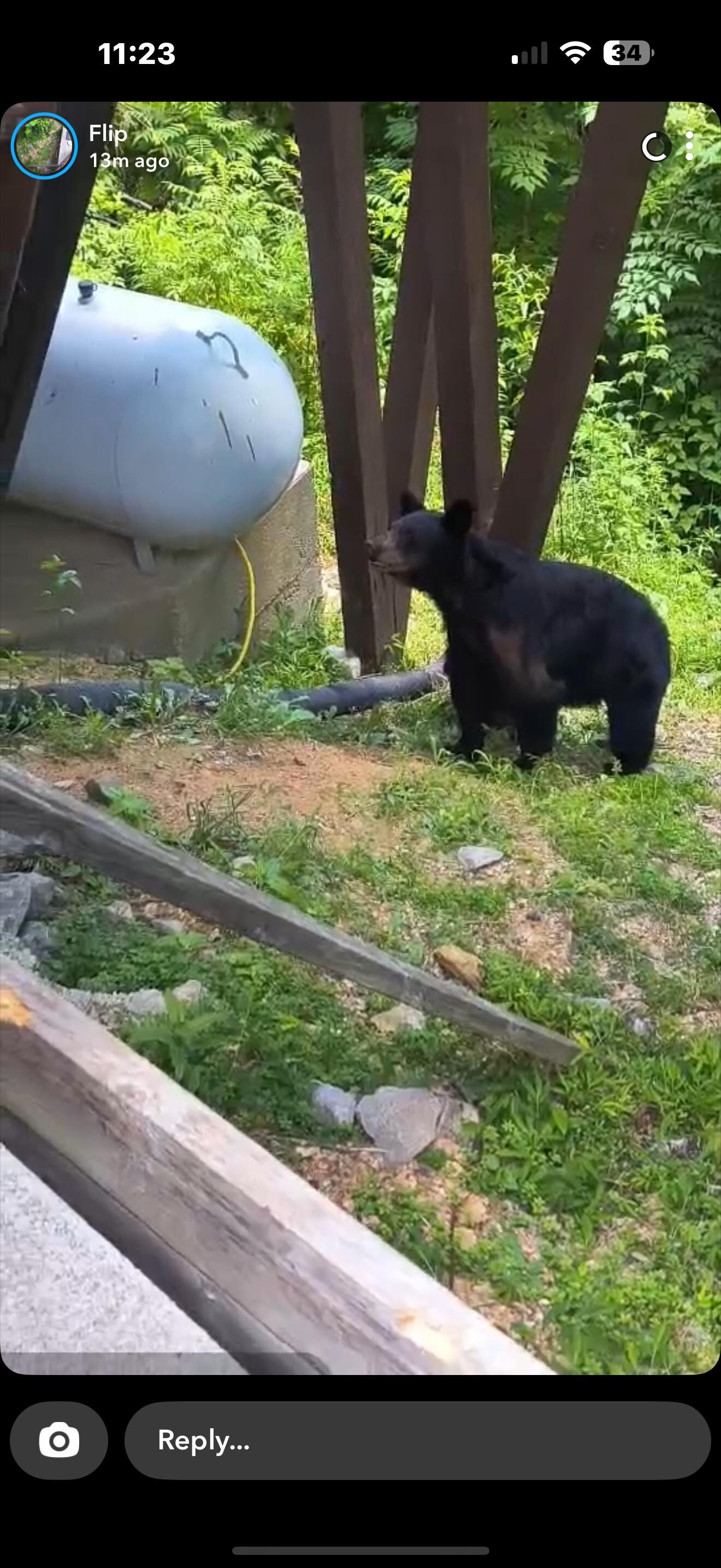 More bears