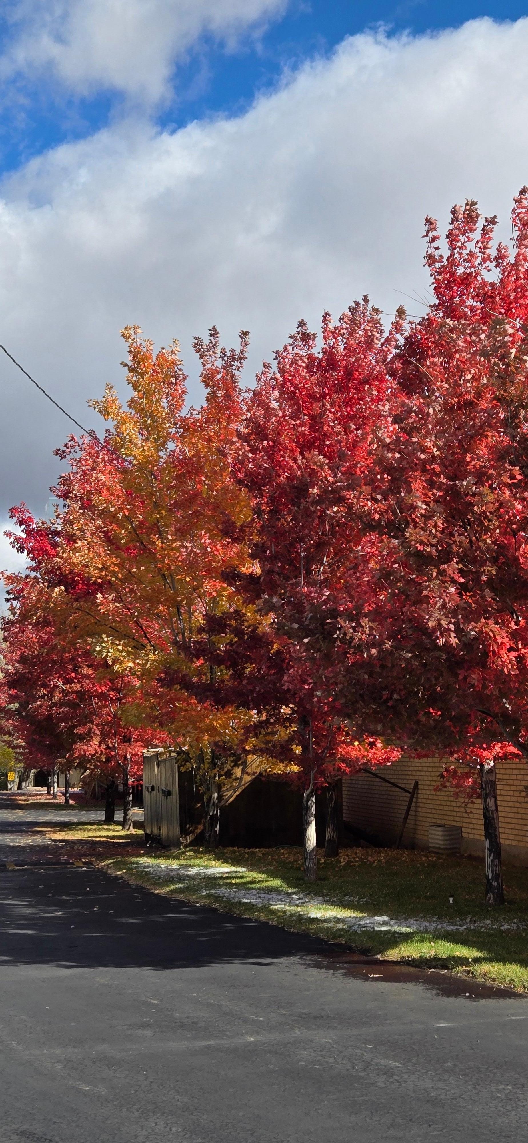 Nicely landscaped property.