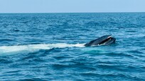 A humpback whale on our whale watch with Dolphin Fleet out of Provincetown.