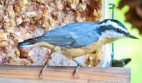 Red Breasted Nuthatch on feeder