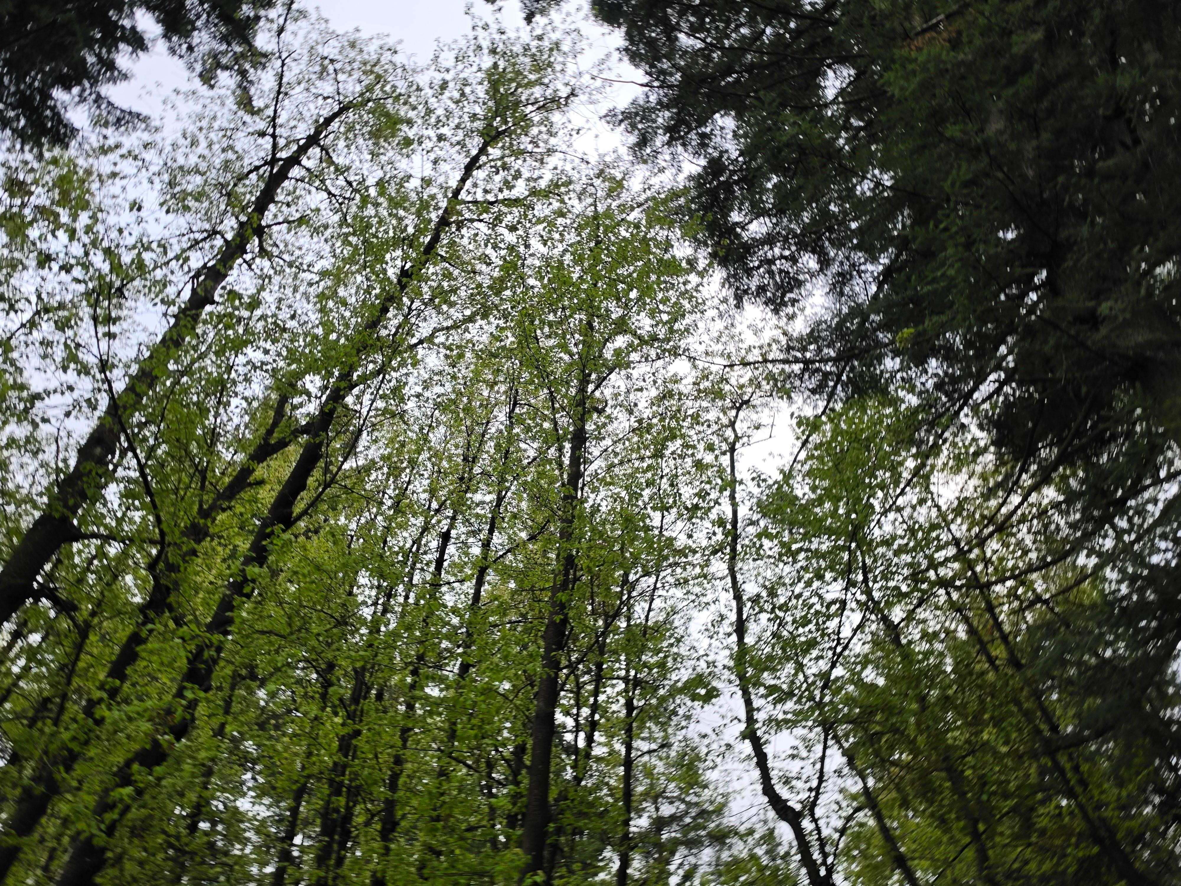 A view of some of the beautiful trees 