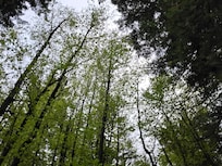 A view of some of the beautiful trees