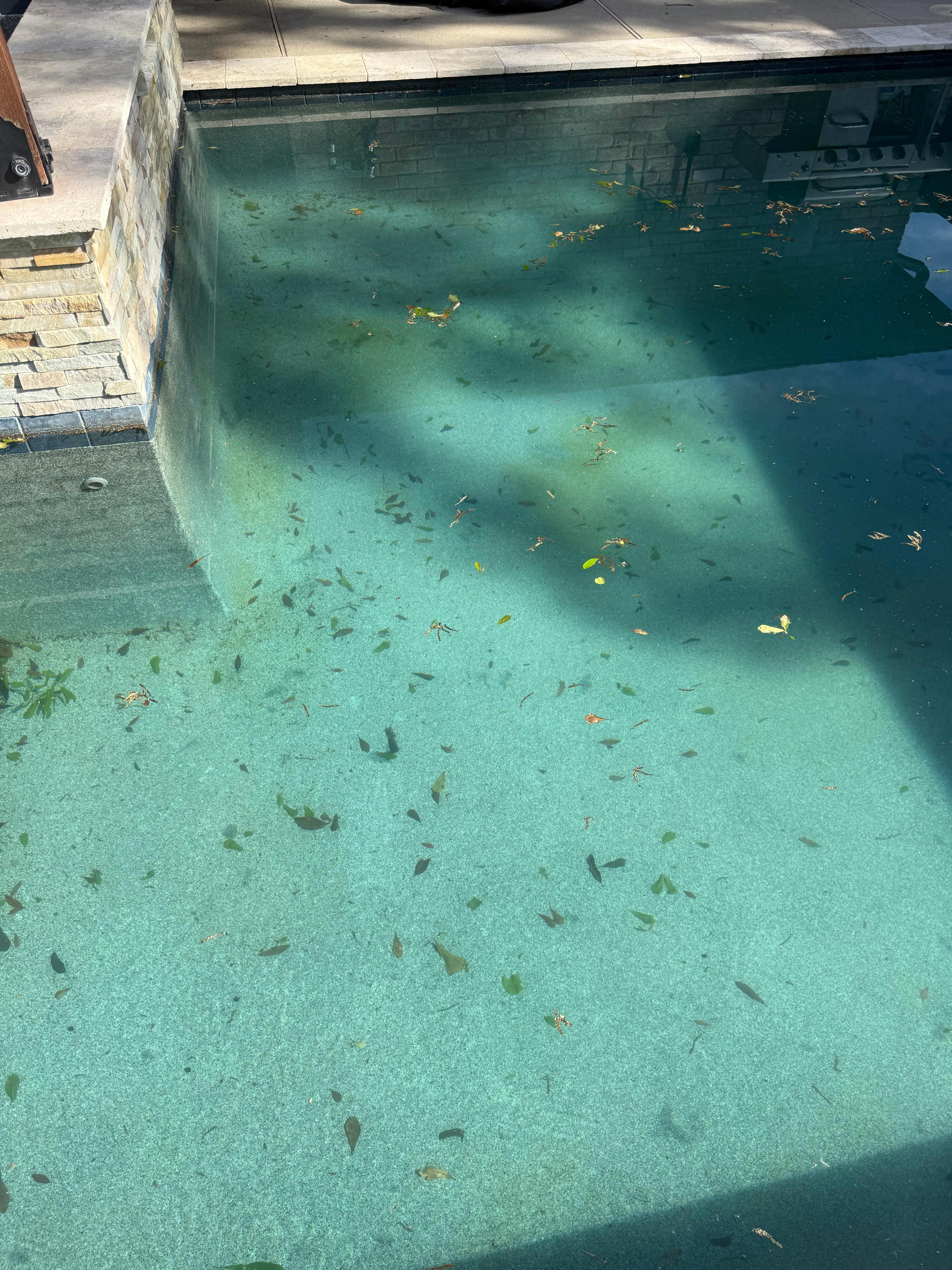 Bottom of pool had green slime and and leaves & bugs 