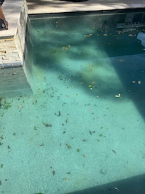 Bottom of pool had green slime and and leaves & bugs