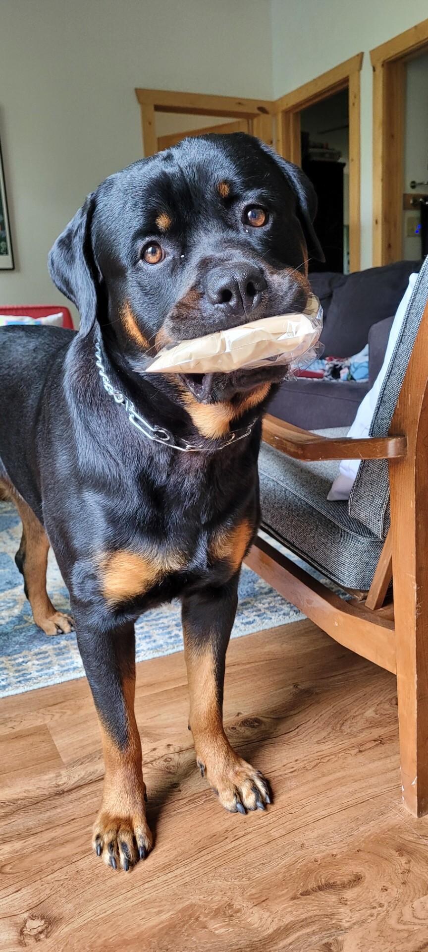 Rollo loves his treats!