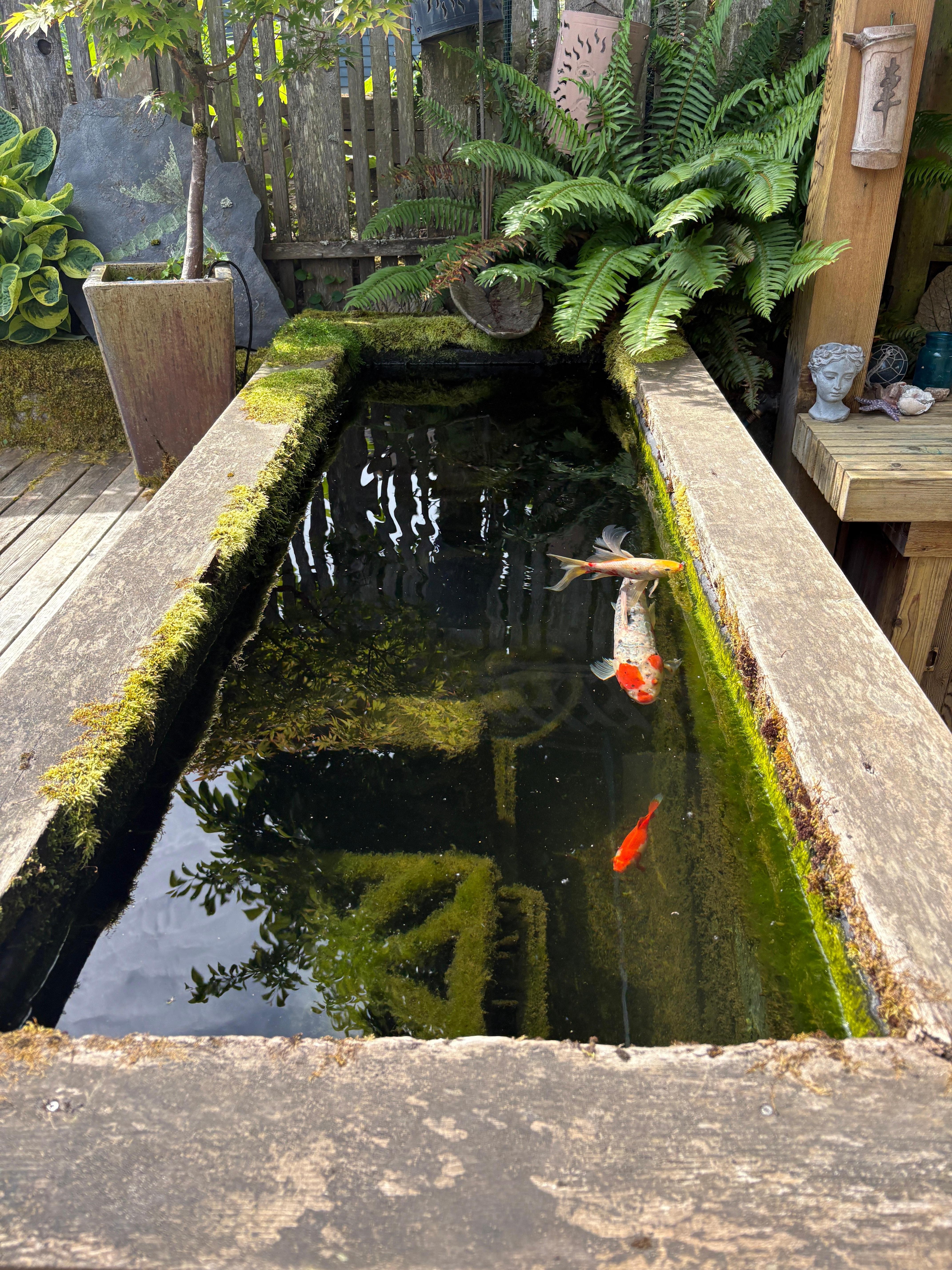 Cute little Fish pond back yard. 