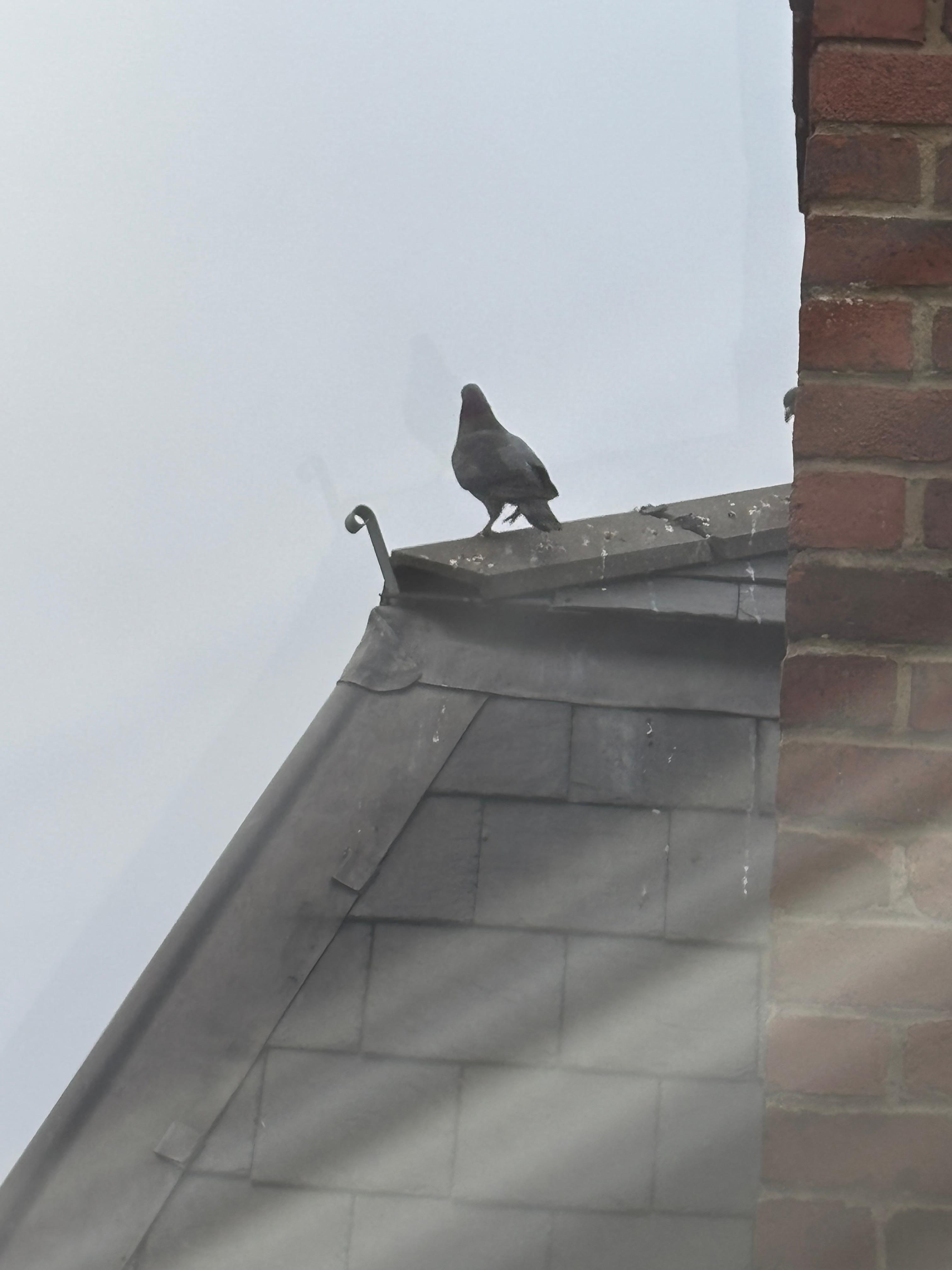 Grahame, our pigeon friend who visited each morning. 