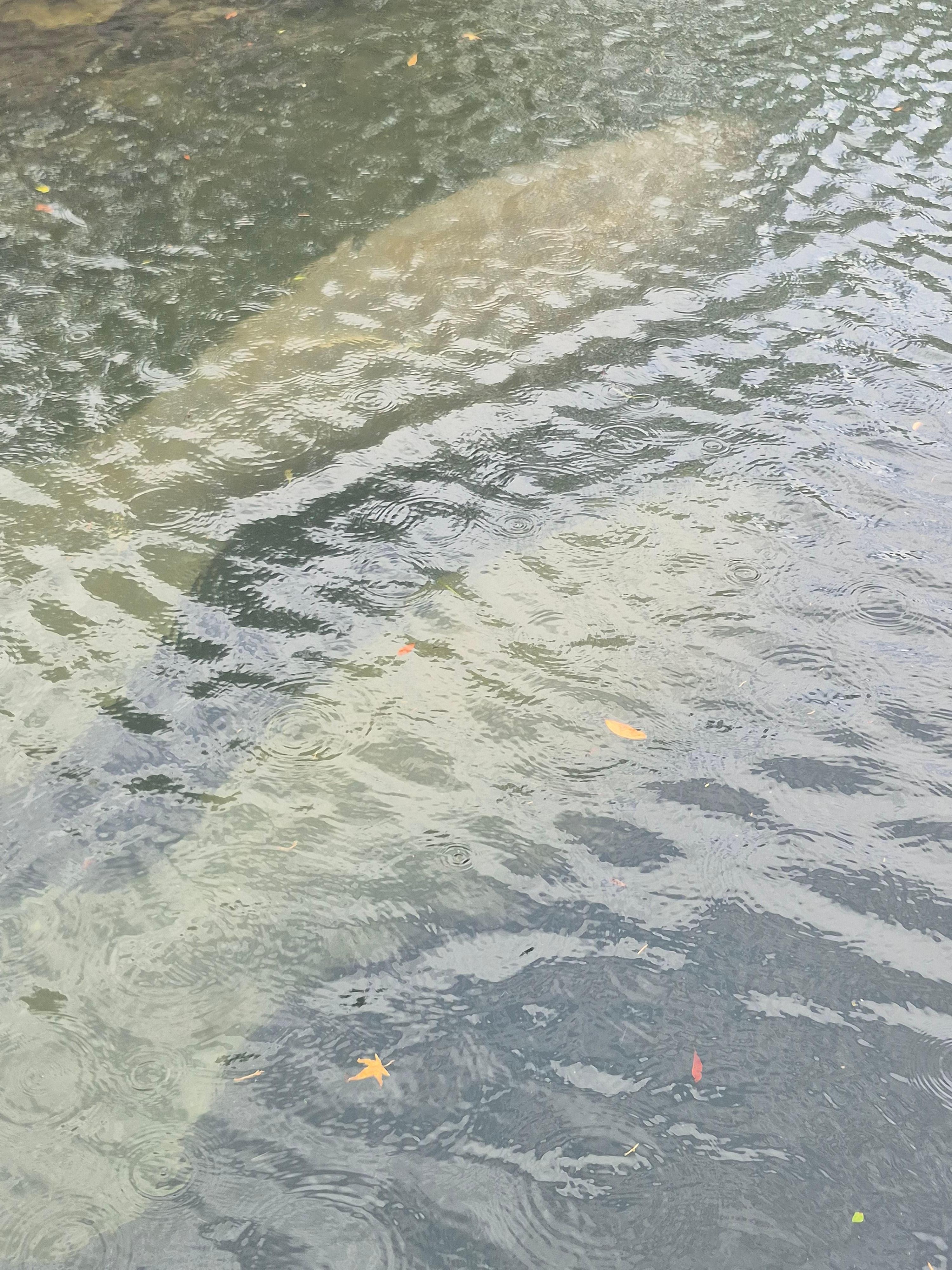 Very lucky to see several manatee! 