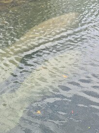 Very lucky to see several manatee!