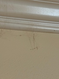 These are cobwebs that are all over the room