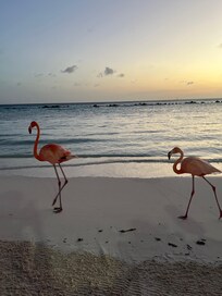 Flamingos