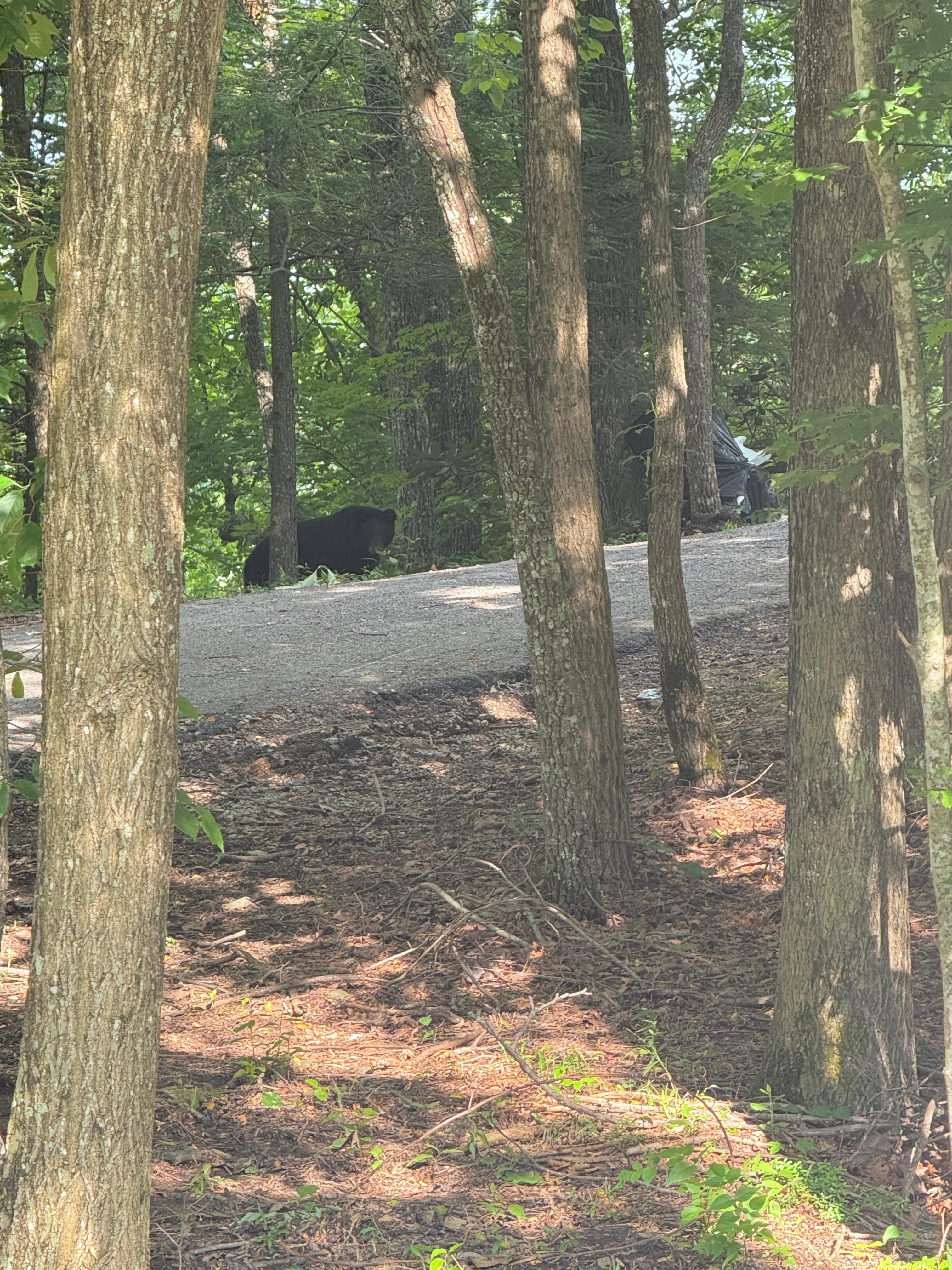 Went for a walk and seen mama bear and 2 cubs at a neighboring cabin. 