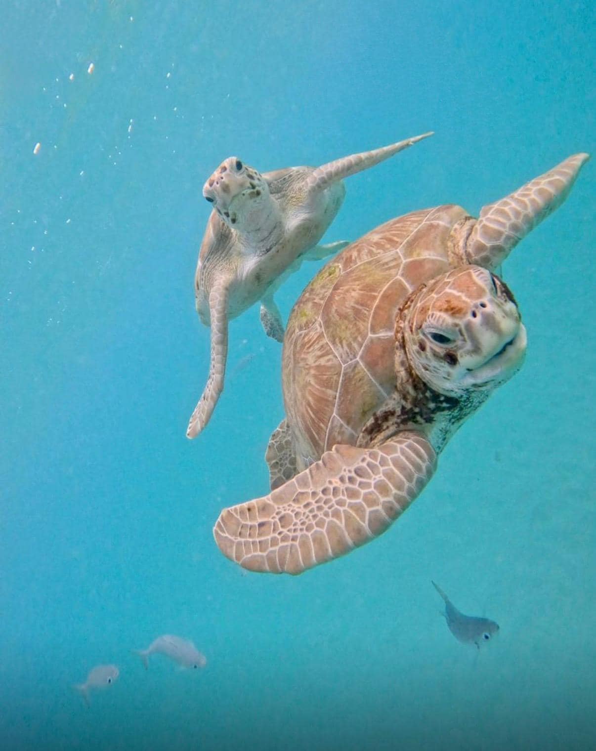 Took a catamaran trip where we snorkel above sunken boats and swam with the sea turtles. Magical