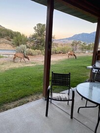 Elk grazing right outside the cabin door.