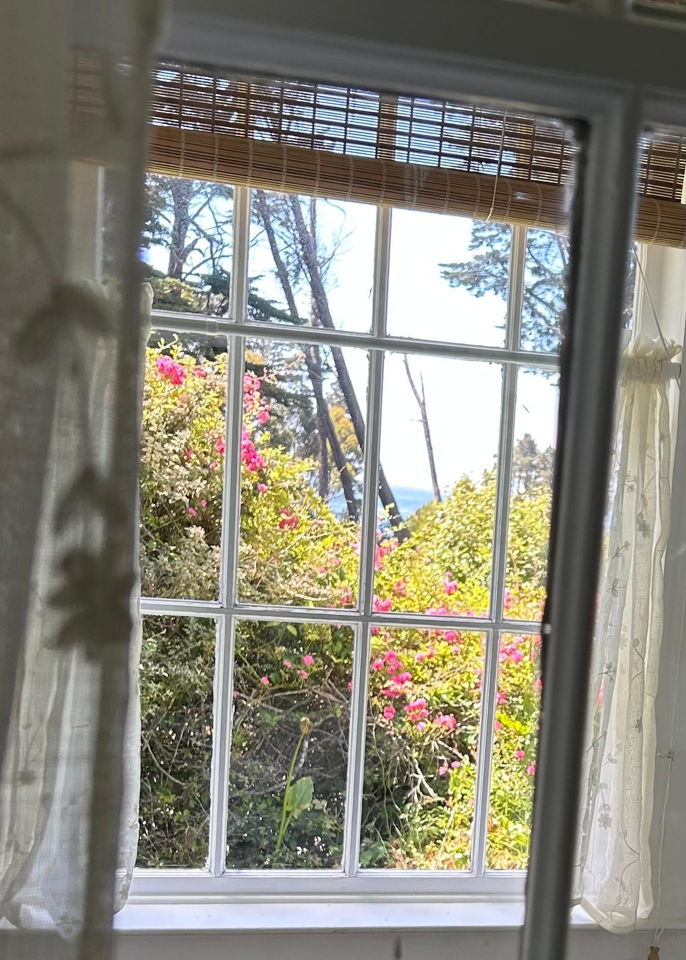 View from sunporch.