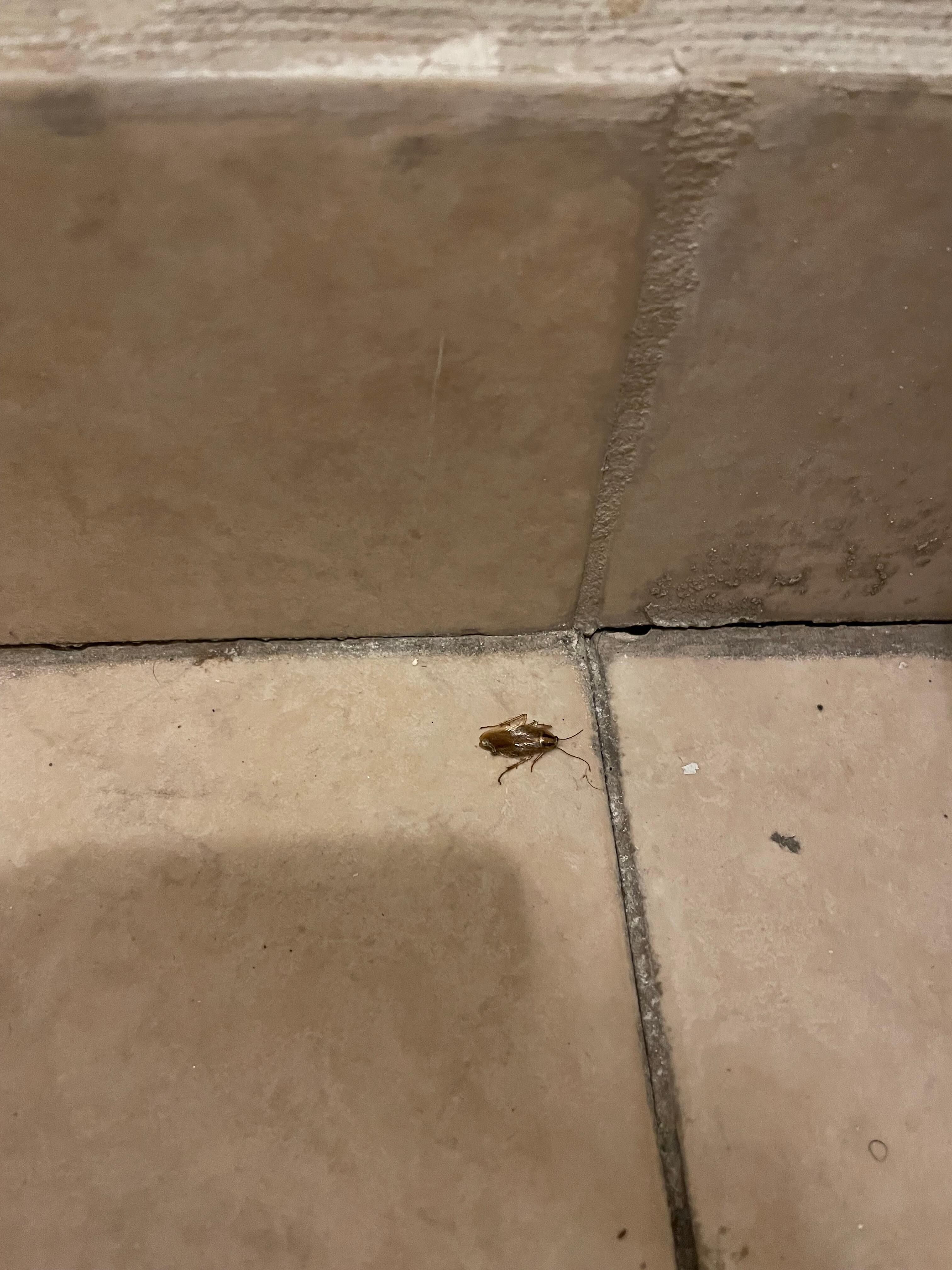 dead cockroach