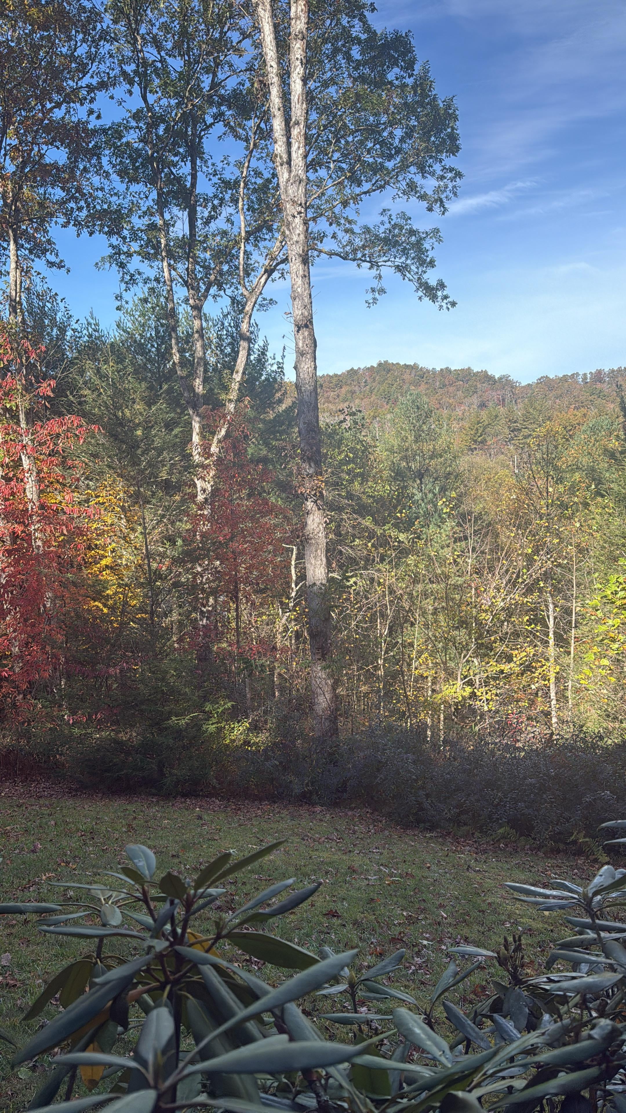 Our view in the morning