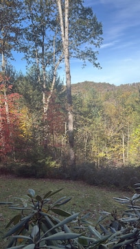 Our view in the morning