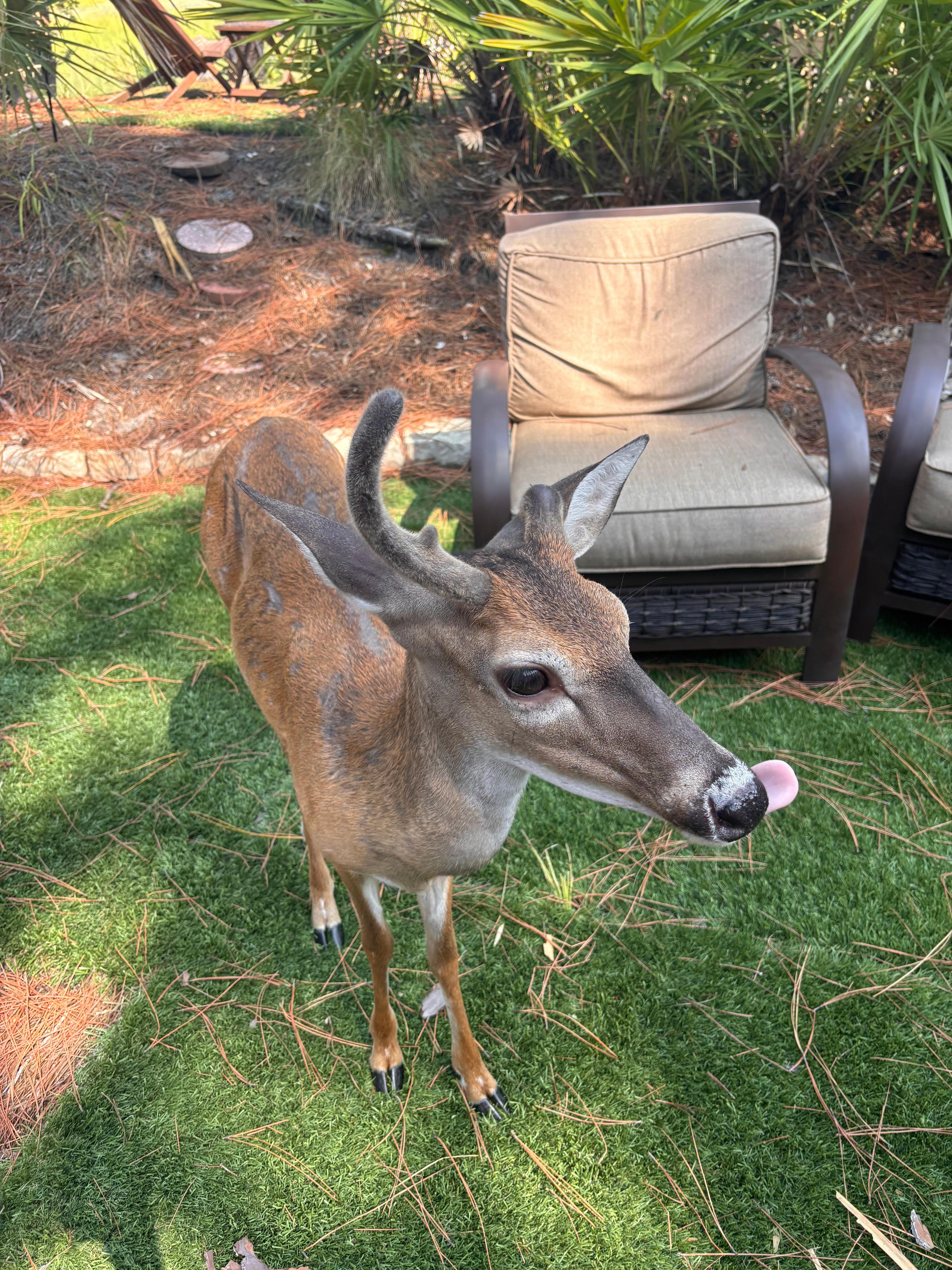We did NOT feed the deer, but they were still so friendly. This one came by several times during our stay:)