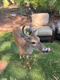 We did NOT feed the deer, but they were still so friendly. This one came by several times during our stay:)