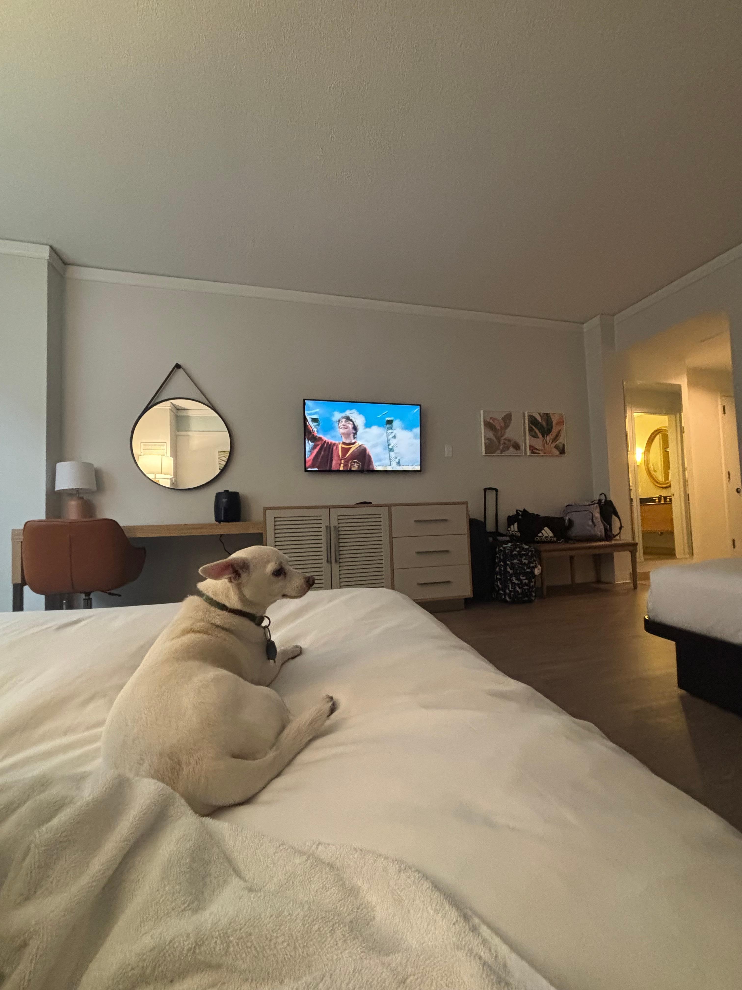 Large two beds now view room
6floor
