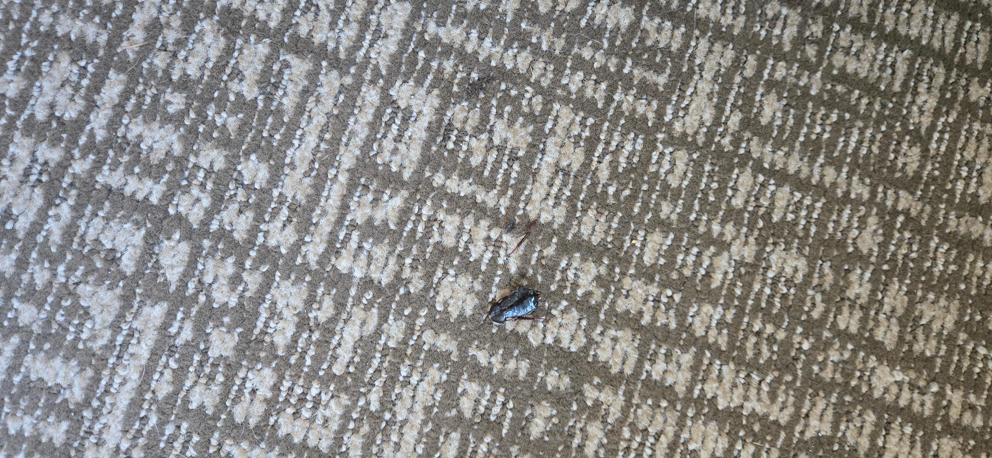 Bugs on floor