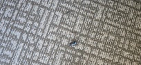 Bugs on floor