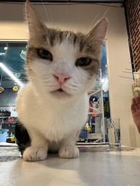 Im not a cat lover but even I enjoyed the cat antics at this cafe!