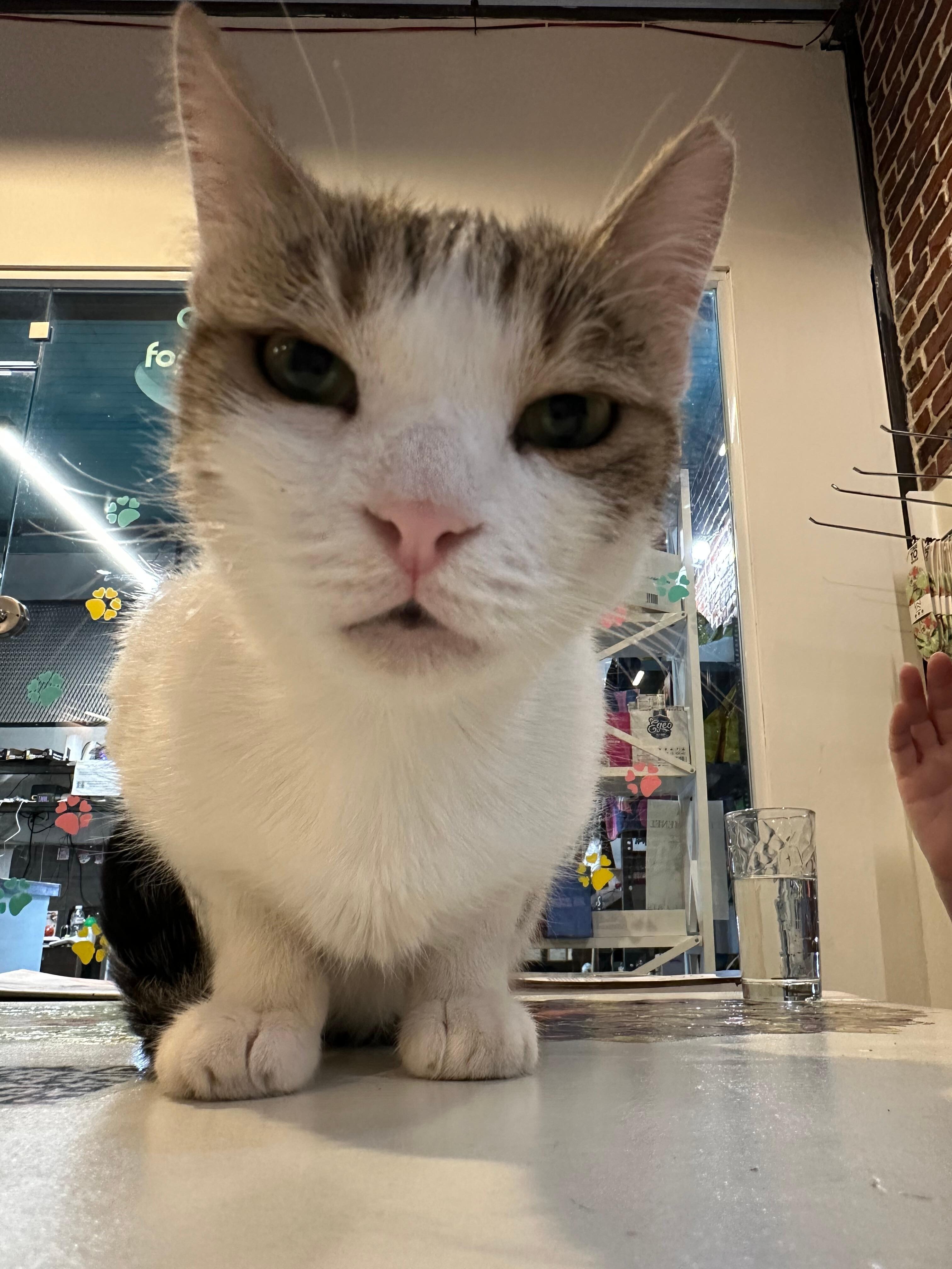 Im not a cat lover but even I enjoyed the cat antics at this cafe!