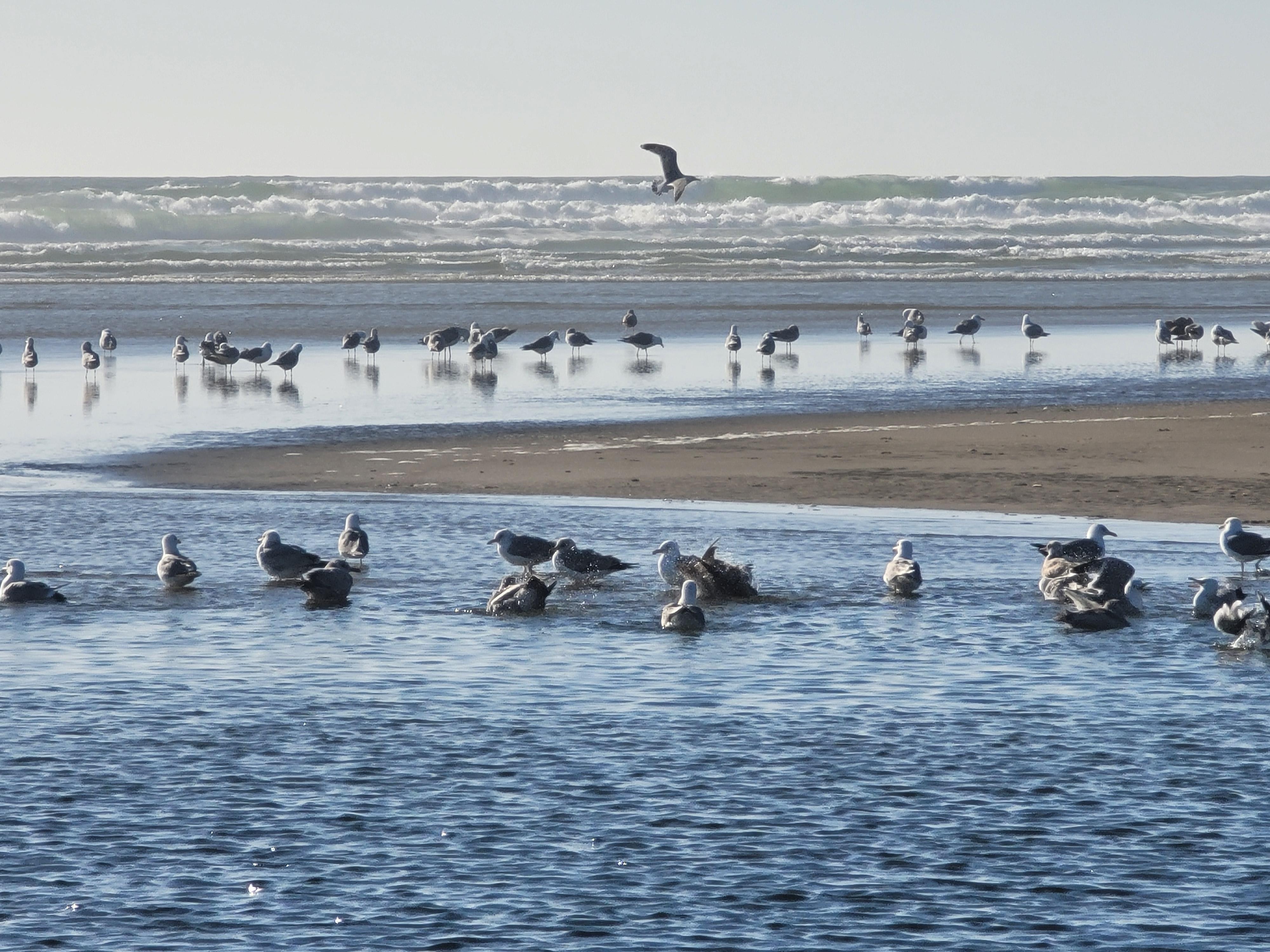 Pelicans and seagulls 