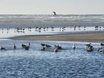 Pelicans and seagulls