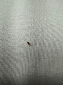 Bed bugs in the sheets!