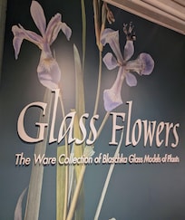 Go see this exhibit at Harvard! No other in the world