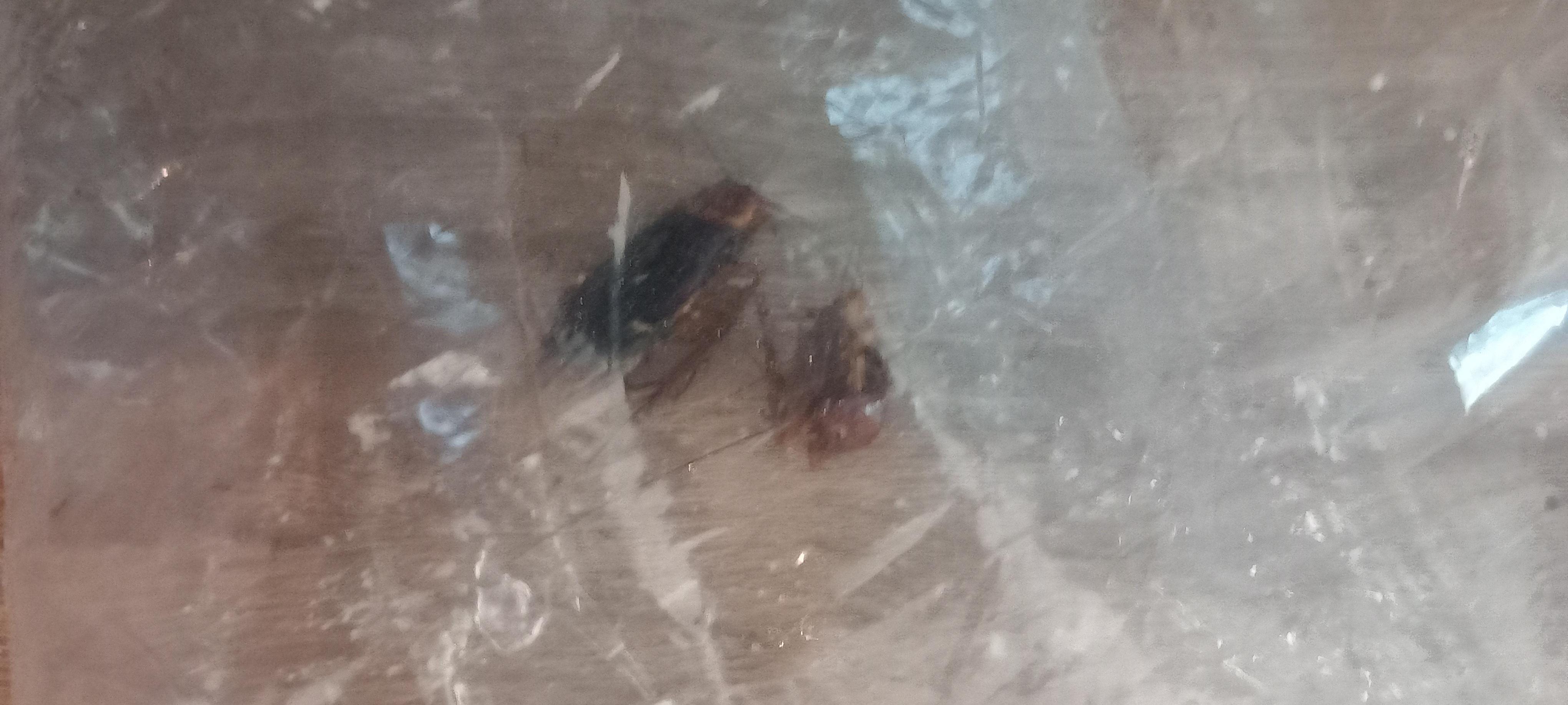 Packet with two cockroaches after chase around the room