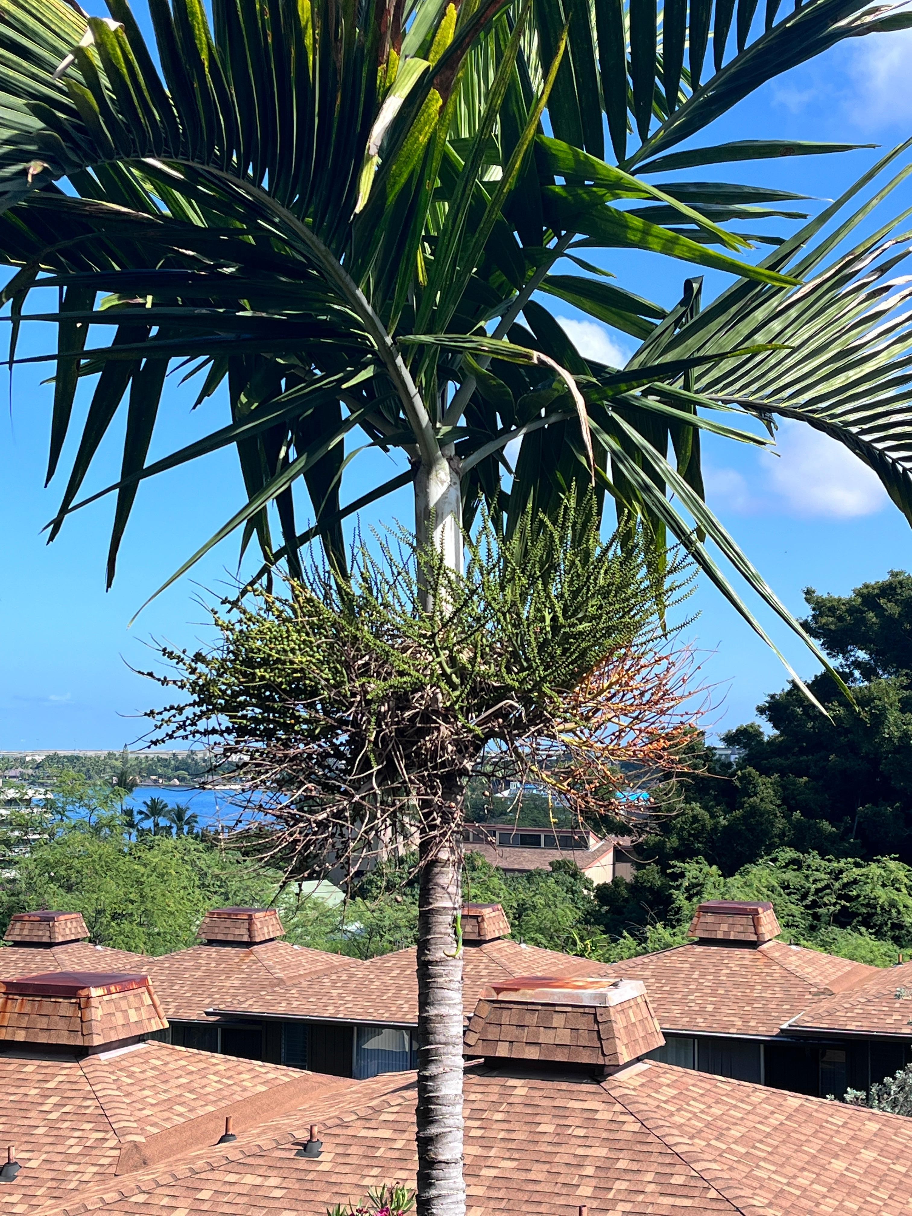 Watch for birds and geckos in the palms.