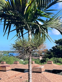 Watch for birds and geckos in the palms.